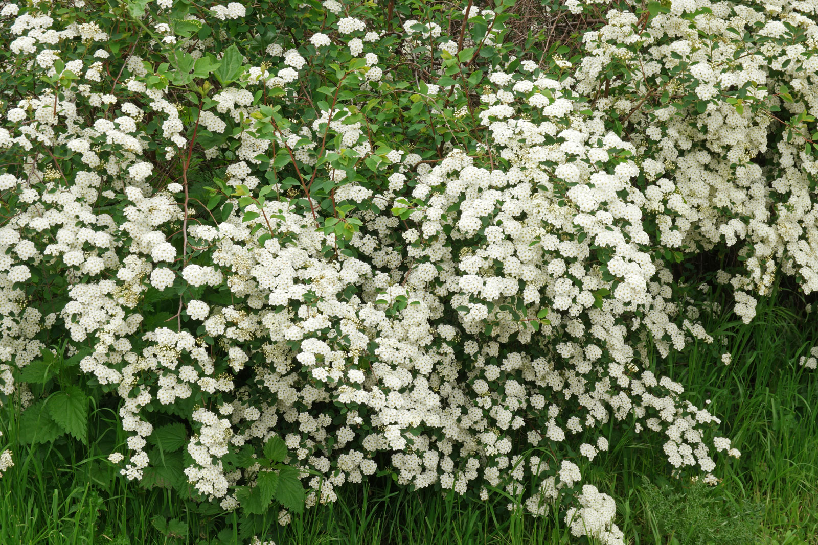 Spiraea × arguta