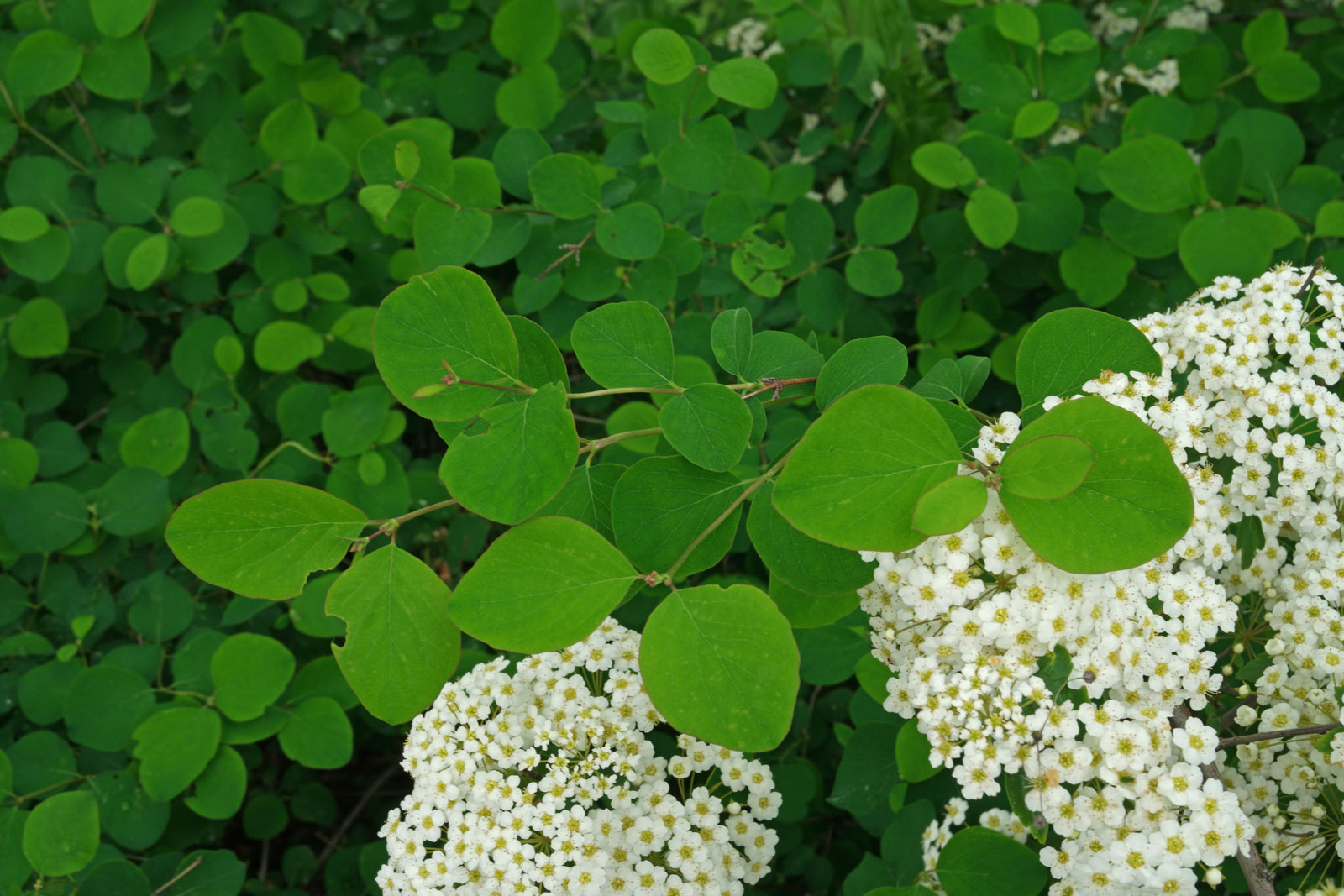 Spiraea × arguta