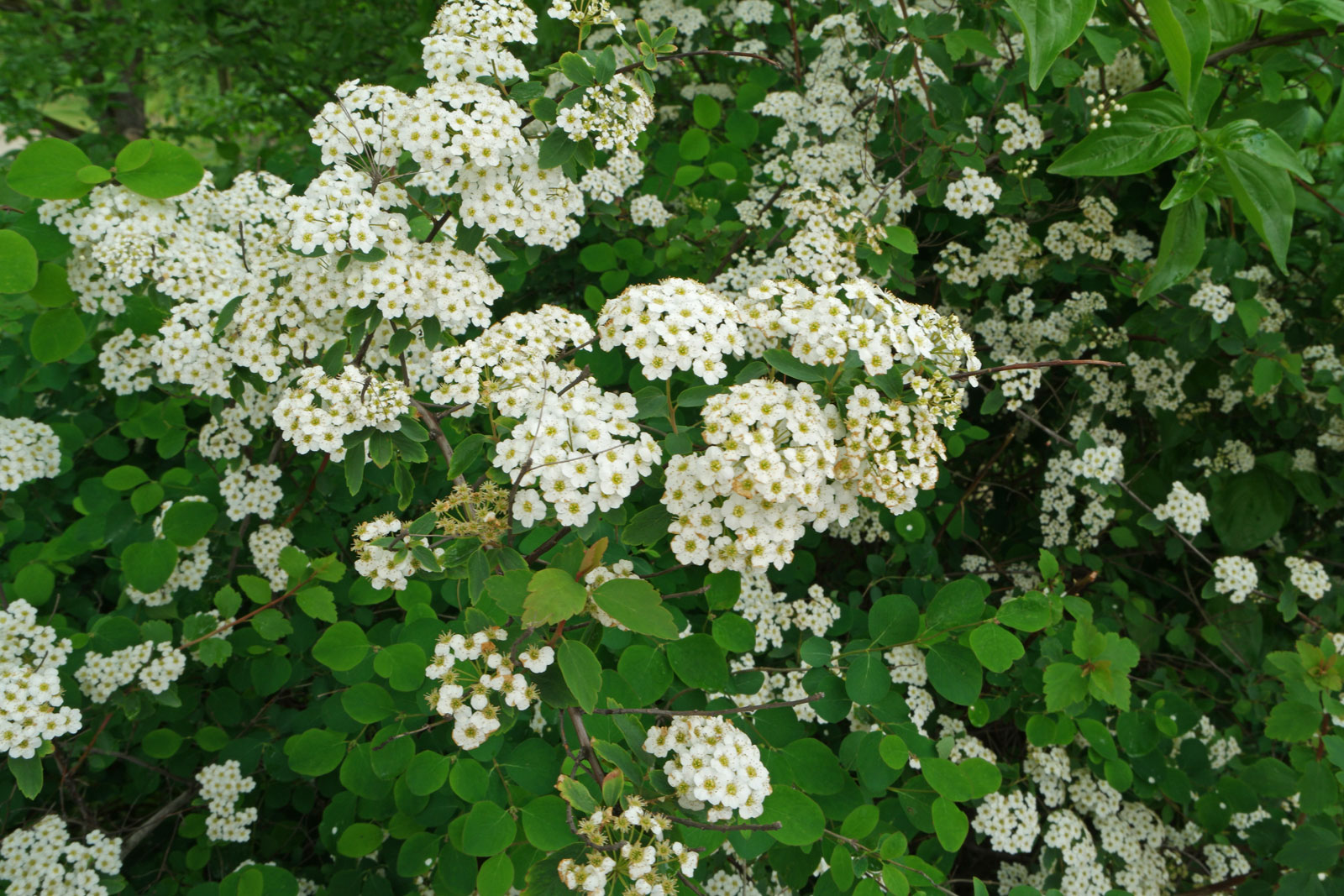 Spiraea × arguta