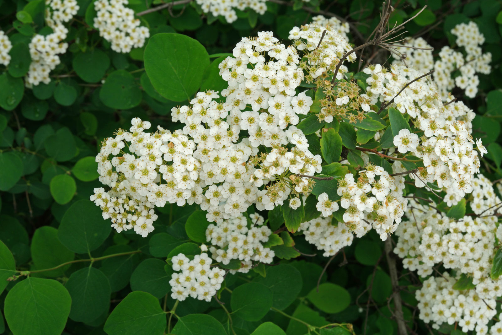 Spiraea × arguta