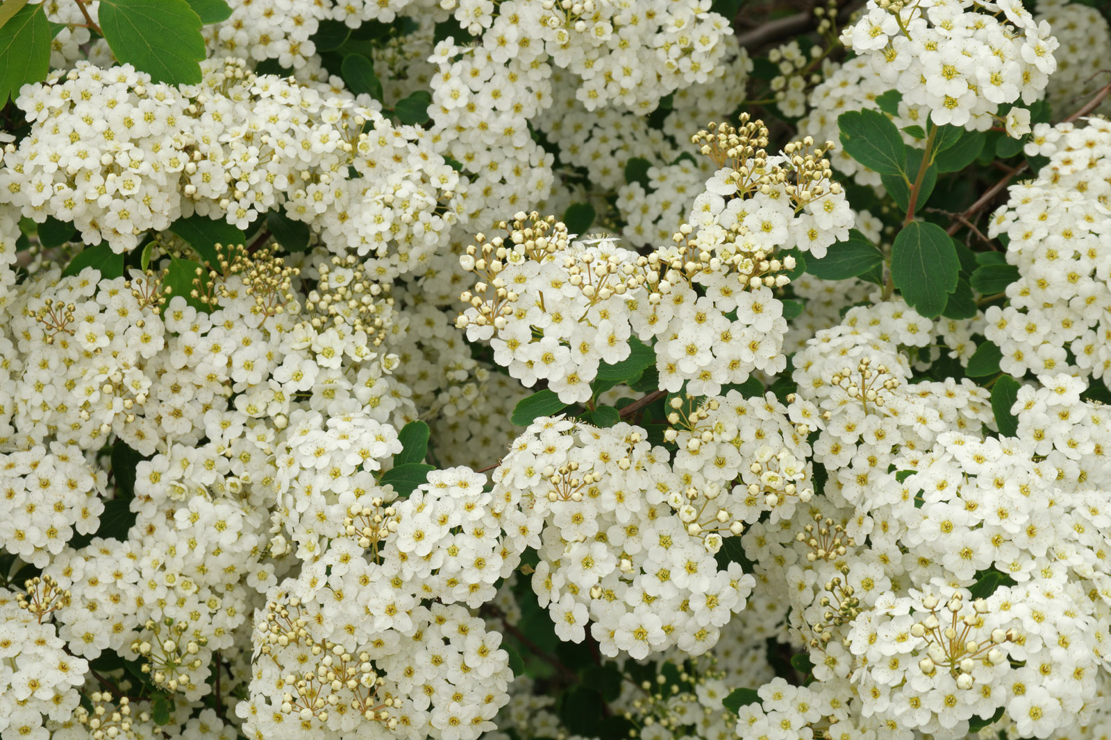 Spiraea × arguta