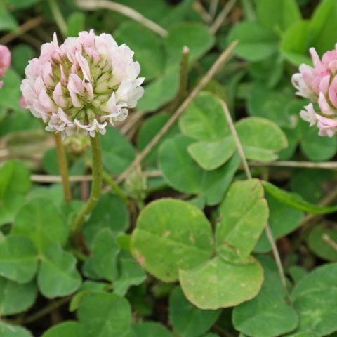 Trifolium repens 7