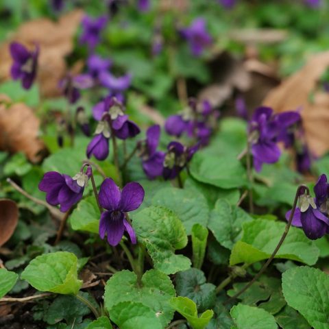 Viola odorata Wood Violet