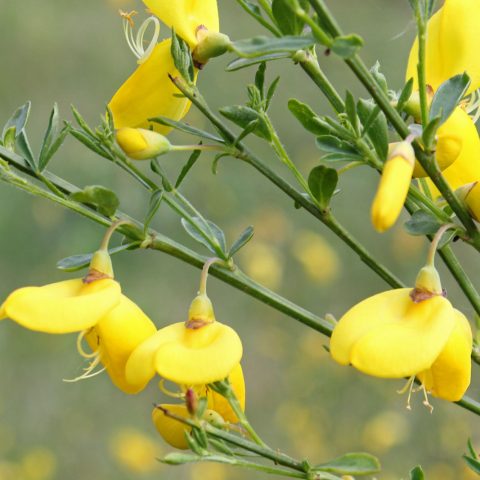 cytisus scoparius