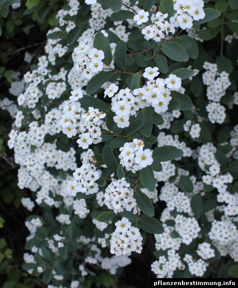 Garland Spiraea