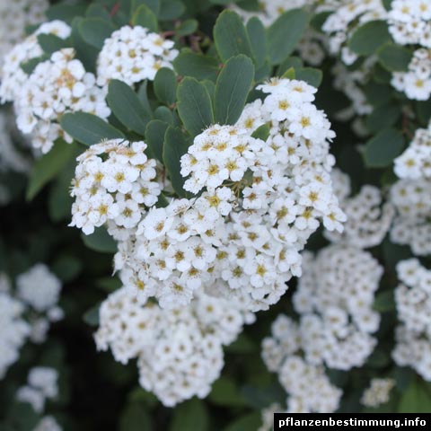 spiraea x arguta