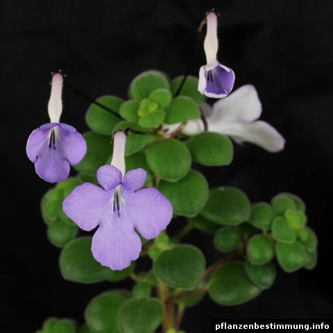 streptocarpus saxorum