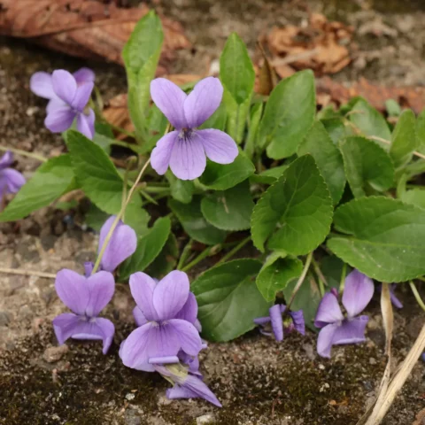 Viola hirta