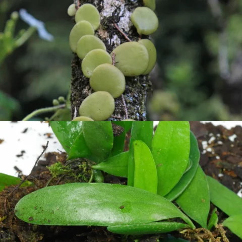 Dragon Scale Fern Pyrrosia piloselloides