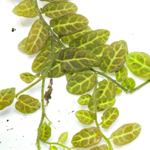 Solanum evolvulifolium