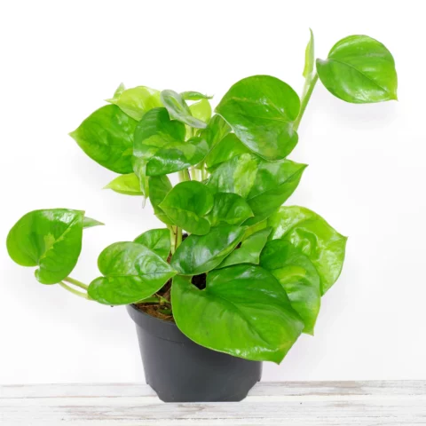 Epipremnum aureum Global Green