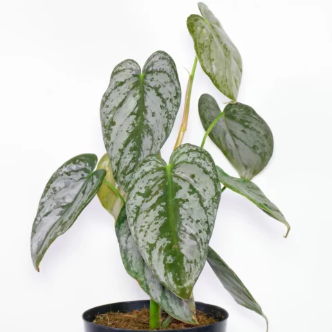 Philodendron brandtianum