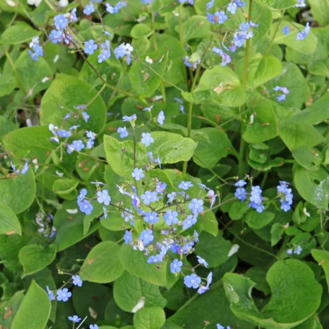 Brunnera macrophylla