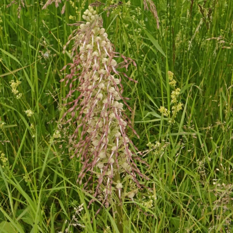 Himantoglossum hircinum