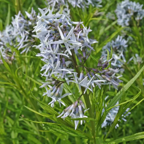 Amsonia hubrichtii