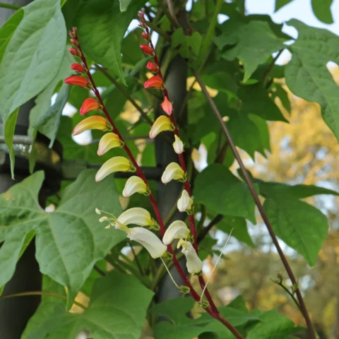 Ipomoea lobata