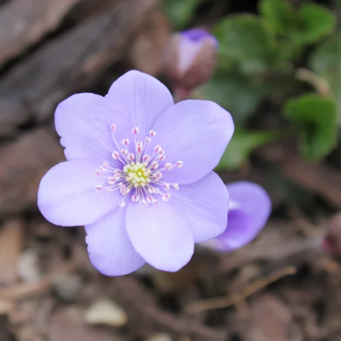 Hepatica nobilis