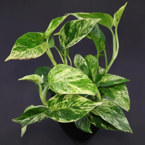 Epipremnum aureum Marble Queen