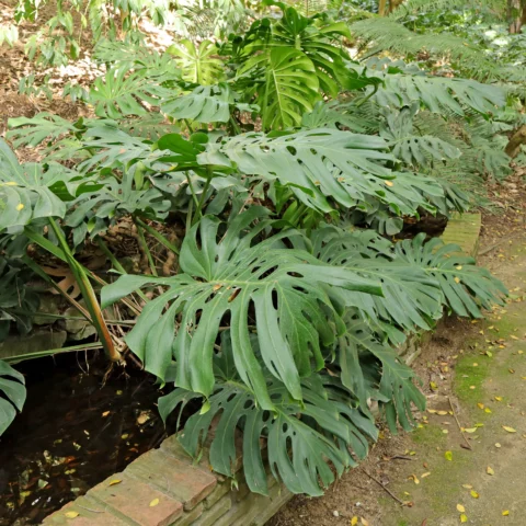 Monstera deliciosa