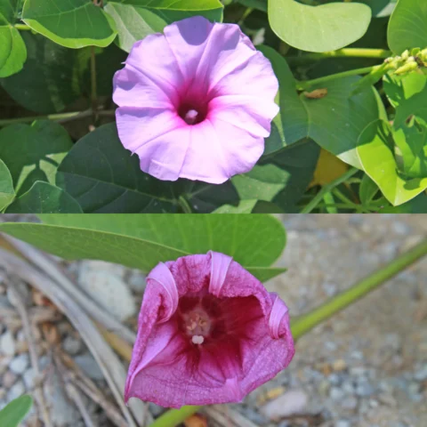 Ipomoea pes caprae