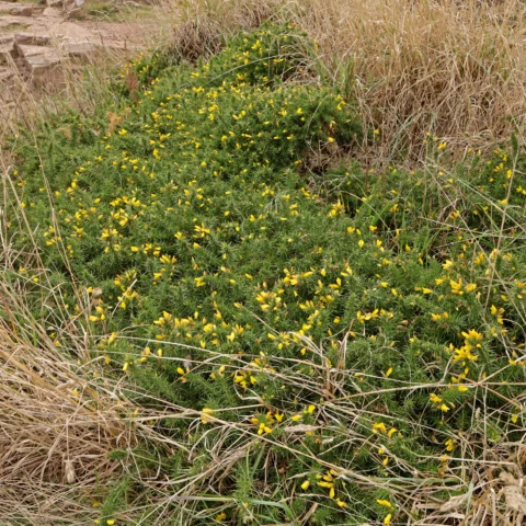 Ulex gallii