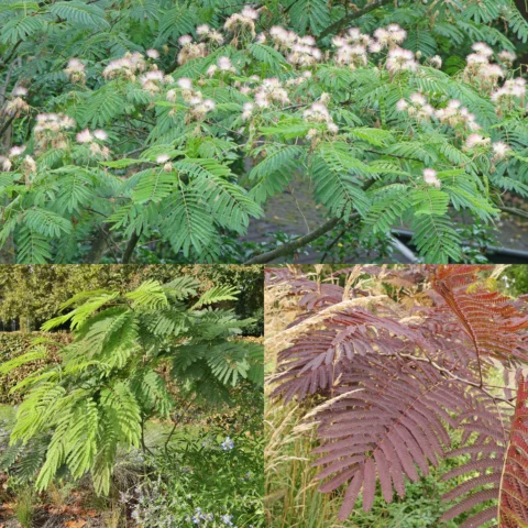 Albizia julibrissin cv.