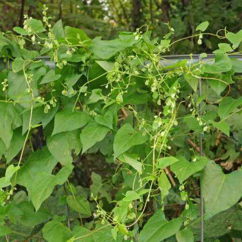 Fallopia dumetorum