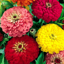 Zinnia Elegans Dahlia Flowered Mixed