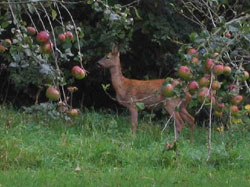 Deer in garden