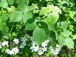 800px-Blackberry_bush_and_blossoms.jpg