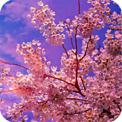 Cherry Blossom HD Wallpaper Download on Windows