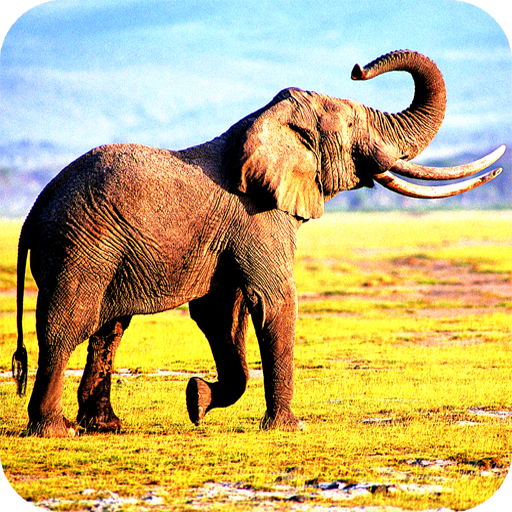 Elephant Latest Wallpaper Download on Windows