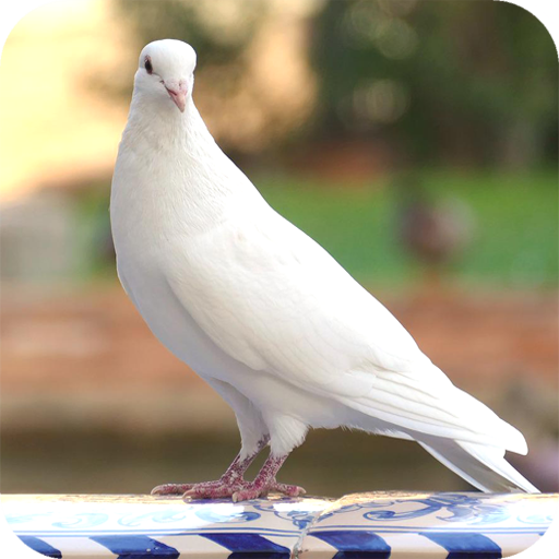 Pigeon HD Latest Wallpaper Download on Windows