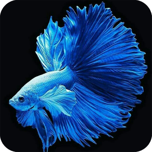 Betta Fish HD Latest Wallpaper Download on Windows