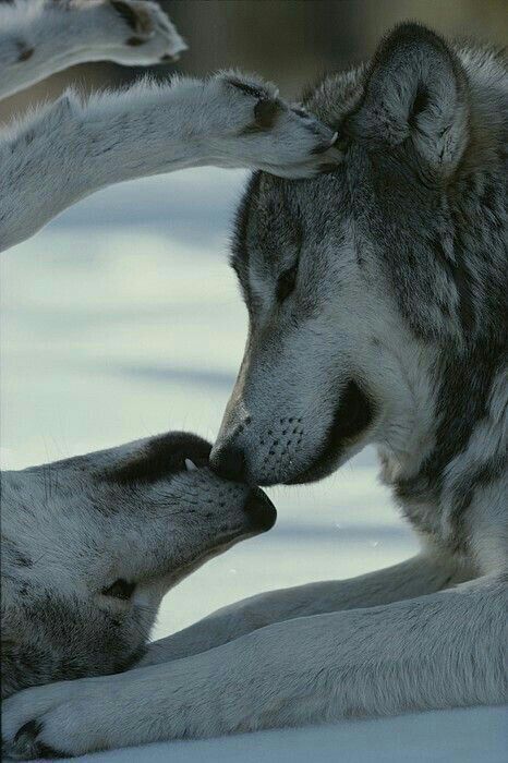 Seamos fieles como el lobo | •Chic@s Lobo Amino• Amino