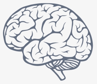 Brain PNG Images, Transparent Brain Image Download - PNGitem