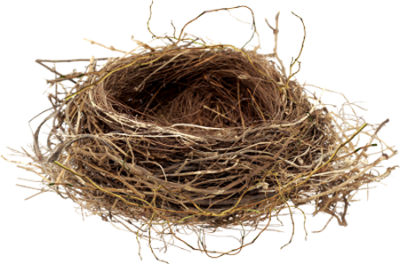 Top 42+ imagen nest transparent background - Thpthoanghoatham.edu.vn