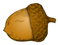 Acorn PNG image, free, acorns