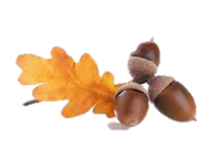 Acorn PNG image, free, acorns