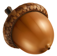 Acorn PNG image