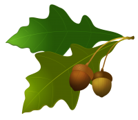 Acorn PNG image