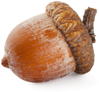 Acorn PNG image