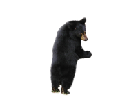 bear PNG