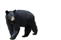 bear PNG