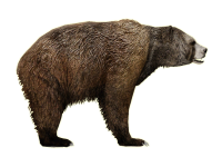 bear PNG