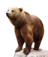 bear PNG