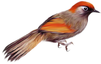 Bird PNG