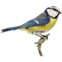 Bird PNG