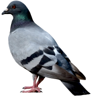 Bird PNG