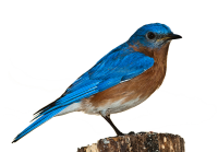 Bird PNG